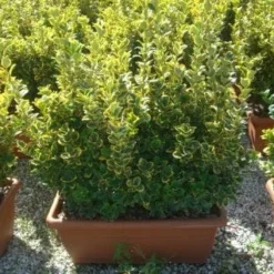 Kardinaalshoed Als Meeneemhaag (Euonymus Japonicus 'Aureus) -Groen Dome Verkoopwinkel 20101213162151 2