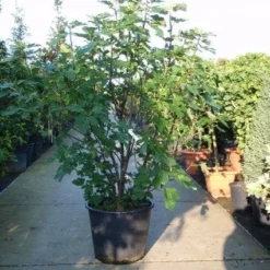 Vijg (Ficus Carica) -Groen Dome Verkoopwinkel 20101215105457 10