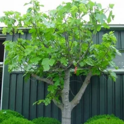Vijg Als Solitair (Ficus Carica) 14 Vijg Als Solitair (Ficus Carica) -Groen Dome Verkoopwinkel 20101215111658 7