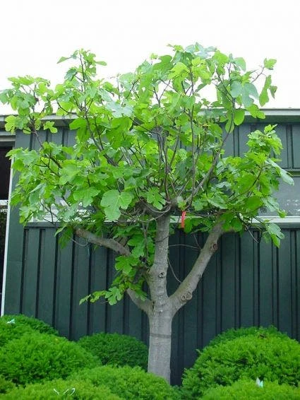 Vijg Als Solitair (Ficus Carica) 7 Vijg Als Solitair (Ficus Carica) - Afbeelding 5