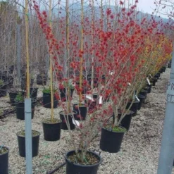 Toverhazelaar (Hamamelis Intermedia 'Diane') -Groen Dome Verkoopwinkel 20101215122825 45 9