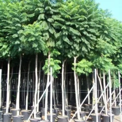 Jacaranda (Jacaranda Mimosifolia) -Groen Dome Verkoopwinkel 20101216113918 6