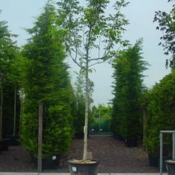 Walnotenboom (Juglans Regia)