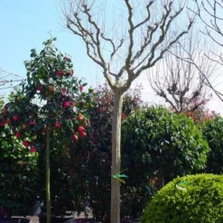 Roze Lagerstroemia Als Boom (Lagerstroemia Indica) -Groen Dome Verkoopwinkel 20101216134719 9
