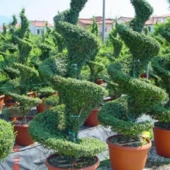 Liguster Als Spiraal (Ligustrum Delavayanum)