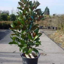 Bestsellers -Groen Dome Verkoopwinkel 20101217145947 85 17