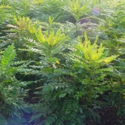 Mahoniestruik (Mahonia Media 'Winter Sun') -Groen Dome Verkoopwinkel 20101217162700 11