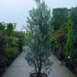 Olijf Als Struik (Olea Europaea) -Groen Dome Verkoopwinkel 20101220120639 9