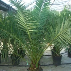 Canarische Dadelpalm (Phoenix Canariensis) -Groen Dome Verkoopwinkel 20101220144503 10