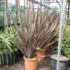 Nieuw Zeelands Vlas (Phormium Tenax 'Purpureum') -Groen Dome Verkoopwinkel 20101220145115 7