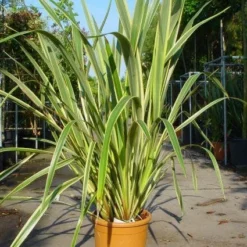 Nieuw Zeelands Vlas (Phormium Tenax 'Variegatum') -Groen Dome Verkoopwinkel 20101220145314 8 1