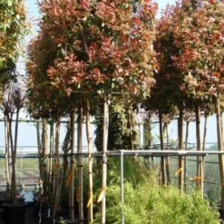 Groen Dome Verkoopwinkel -Groen Dome Verkoopwinkel 20101220153308 8