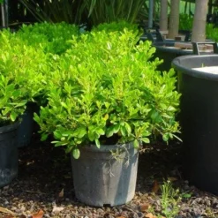 Australische Laurier (Pittosporum Tobira 'Nanum') -Groen Dome Verkoopwinkel 20101221141255 8