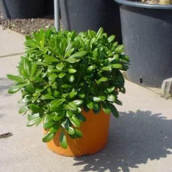 Groen Dome Verkoopwinkel -Groen Dome Verkoopwinkel 20101221141315 8 1