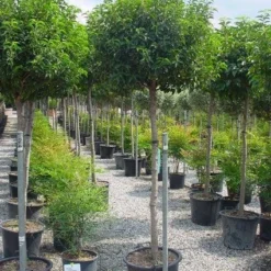 Portugese Laurier Op Stam (Prunus Lusitanica 'Angustifolia') -Groen Dome Verkoopwinkel 20101221164022 5