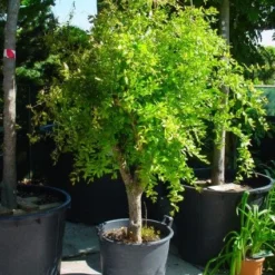 Granaatappel Op Stam (Punica Granatum)