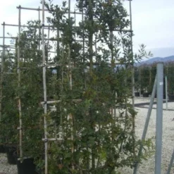 Steeneik Als Leivorm (Quercus Ilex) -Groen Dome Verkoopwinkel 20101224165641 2