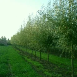 Knotwilg (Salix Alba) -Groen Dome Verkoopwinkel 20101228131242 13