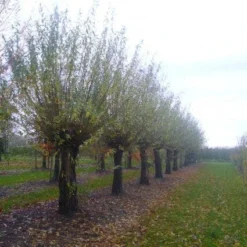 Knotwilg (Salix Alba) -Groen Dome Verkoopwinkel 20101228131303 13