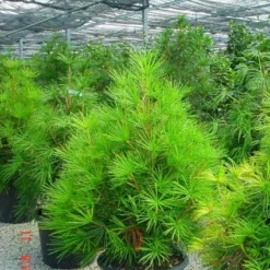 Japanse Parasolden (Sciadopitys Verticilata) -Groen Dome Verkoopwinkel 20101228133645 7