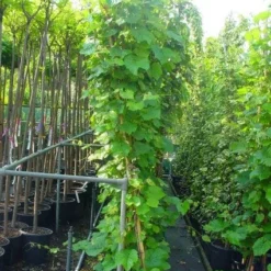 Sierdruif (Vitis Coignetiae) -Groen Dome Verkoopwinkel 20110102184352 5