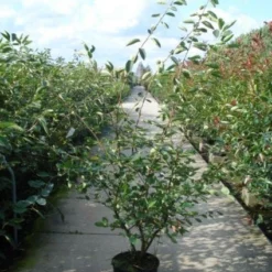 Krentenboom Als Struik (Amelanchier Lamarckii) -Groen Dome Verkoopwinkel 20110215155125 13