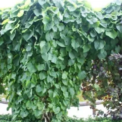 Duitse Pijp (Aristolochia Macropylla) -Groen Dome Verkoopwinkel 20110731133730 3