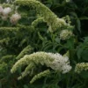 Vlinderstruik (Buddleja Davidii 'White Profusion') -Groen Dome Verkoopwinkel 20110731134410 3