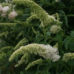 Vlinderstruik (Buddleja Davidii 'White Profusion')