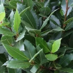 Echte Laurier Op Stam (Laurus Nobilis) -Groen Dome Verkoopwinkel 20110822170724 4 1