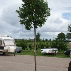 Aardbeiboom (Arbutus Unedo) -Groen Dome Verkoopwinkel 20110822171531 4 1