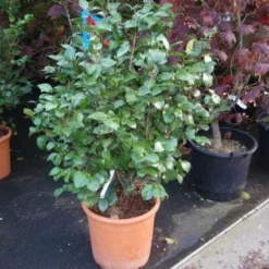 Camelia (Camellia, Wit) -Groen Dome Verkoopwinkel 20110919164930 5