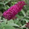 Vlinderstruik (Buddleja 'Miss Ruby') -Groen Dome Verkoopwinkel 20120123135252 1