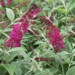 Bestsellers -Groen Dome Verkoopwinkel 20120123135319 1