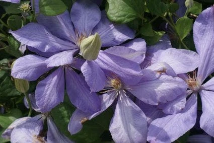 Bosrank (Clematis 'Mrs Cholmondeley') 7 Bosrank (Clematis 'Mrs Cholmondeley') - Afbeelding 5