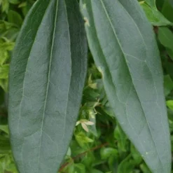 Bosrank, Groenblijvend (Clematis Armandii) -Groen Dome Verkoopwinkel 20120211132337 5