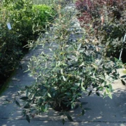 Sneeuwbal (Viburnum Bodnantense 'Dawn') -Groen Dome Verkoopwinkel 20120213095450 1 1