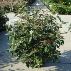 Sneeuwbal (Viburnum Plicatum 'Watanabe') 13 Sneeuwbal (Viburnum Plicatum 'Watanabe') -Groen Dome Verkoopwinkel 20120213095627 8