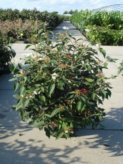 Sneeuwbal (Viburnum Plicatum 'Watanabe') 7 Sneeuwbal (Viburnum Plicatum 'Watanabe') - Afbeelding 5