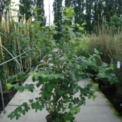 Sneeuwbal (Viburnum Opulus 'Roseum') -Groen Dome Verkoopwinkel 20120213095949 9