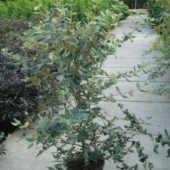 Sneeuwbal (Viburnum Burkwoodii) -Groen Dome Verkoopwinkel 20120213100608 14