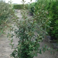 Sneeuwbal (Viburnum Bodnantense 'Charles Lamont') -Groen Dome Verkoopwinkel 20120213100726 4