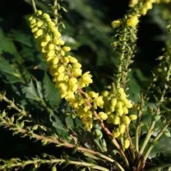 Mahoniestruik (Mahonia Media 'Winter Sun') -Groen Dome Verkoopwinkel 20120213142211 11