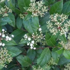 Groenblijvende Sneeuwbal (Viburnum Tinus 'Eve Price') -Groen Dome Verkoopwinkel 20120213144628 50 10 1