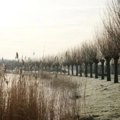 Knotwilg (Salix Alba) -Groen Dome Verkoopwinkel 20120213152215 13
