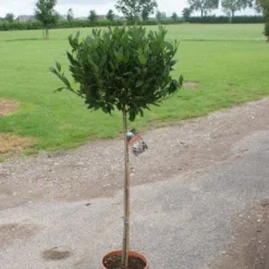 Echte Laurier Op Stam (Laurus Nobilis) -Groen Dome Verkoopwinkel 20120213163018 4