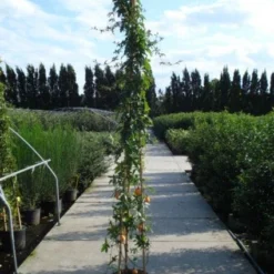 Passiebloem (Passiflora Caerulea) -Groen Dome Verkoopwinkel 20120214131255 6