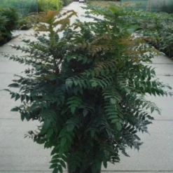 Mahoniestruik (Mahonia Media 'Winter Sun') -Groen Dome Verkoopwinkel 20120214143611 11