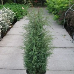 Jeneverbes (Juniperus Communis 'Hibernica') -Groen Dome Verkoopwinkel 20120215132223 7