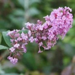Vlinderstruik (Buddleja Davidii 'Pink Delight') 14 Vlinderstruik (Buddleja Davidii 'Pink Delight') -Groen Dome Verkoopwinkel 20120215162826 3